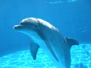 Dolphin in an aquarium in Chicago, IL.