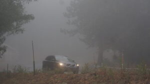 A car driving in heavy fog through a forest.