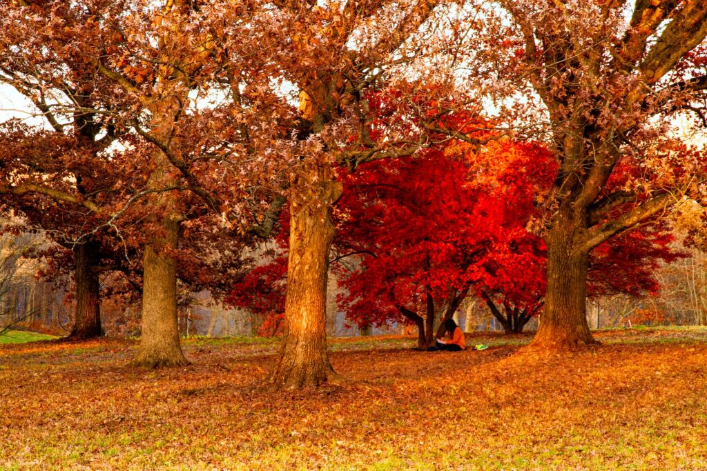 A fall scene with colored leaves in Chicago, IL